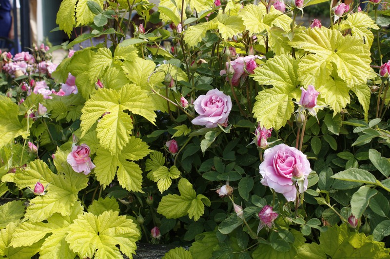 .. with pink rose