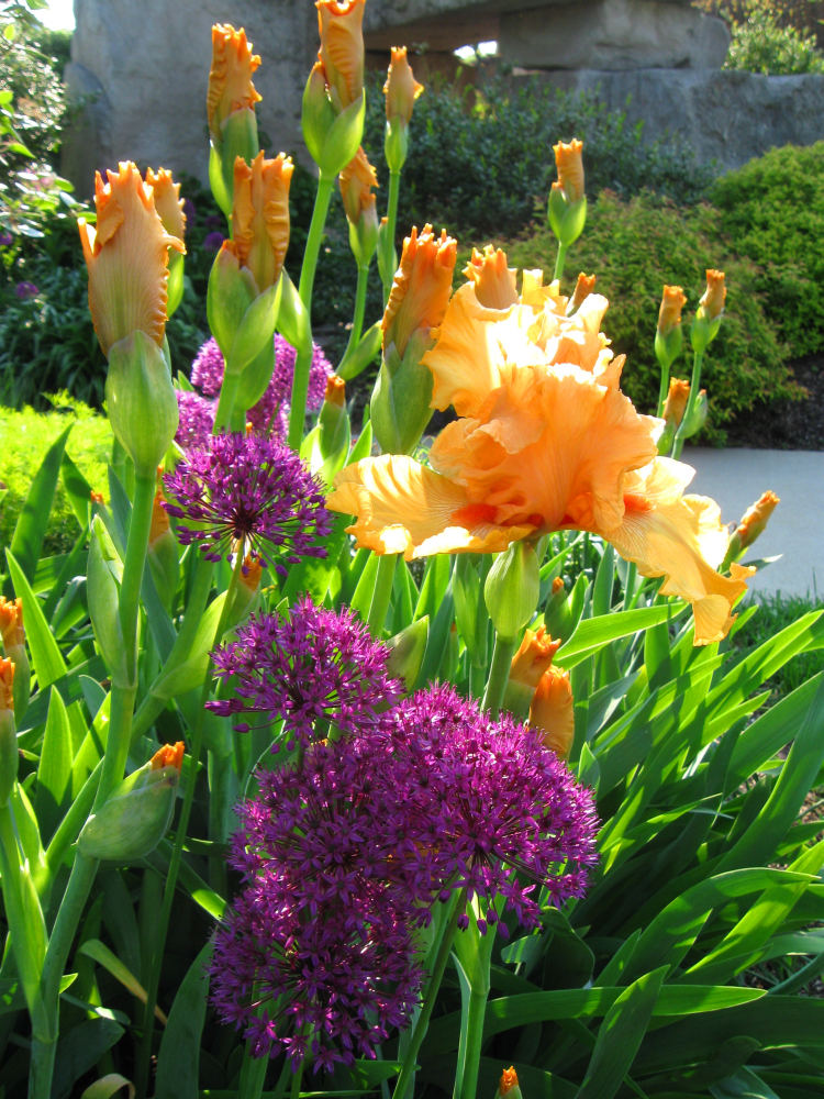 Allium purple Sensation & Iris Good Show