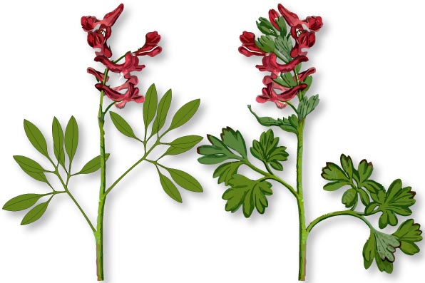 Corydalis cava & Corydalis solida