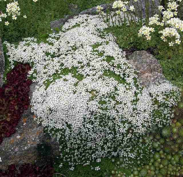 Arenaria tetraquetra, Sempervivum & Saxifraga