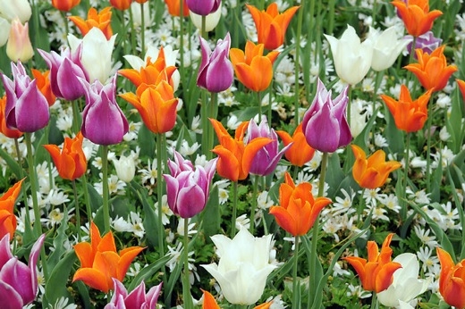 Anemone blanda `White Splendour`,Tulipa `Ballade`,Tulipa `Ballerina`, Tulipa `White Triumphator`