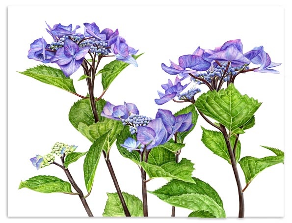 Hydrangea `Zorro`