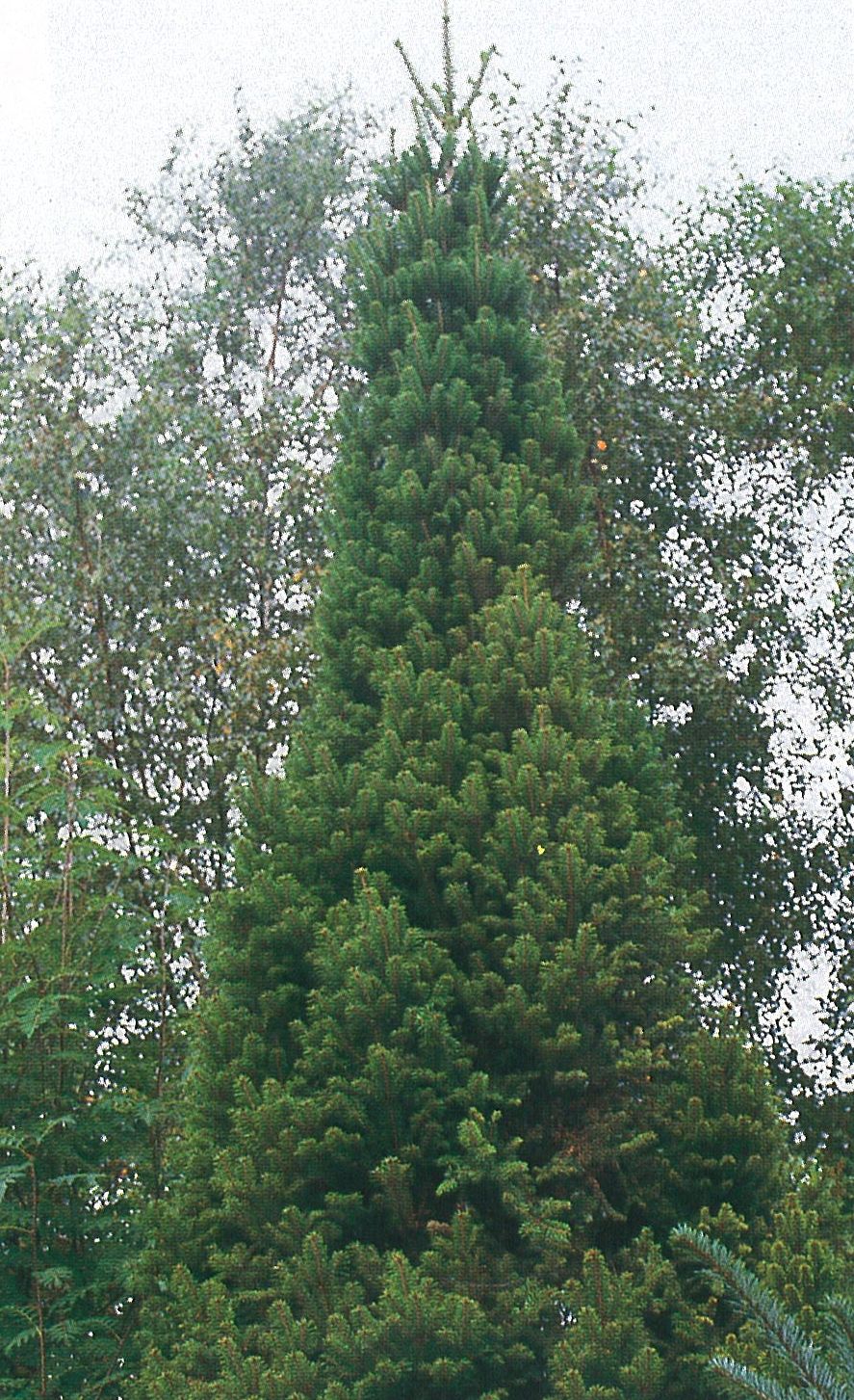 Abies Alba Pendula