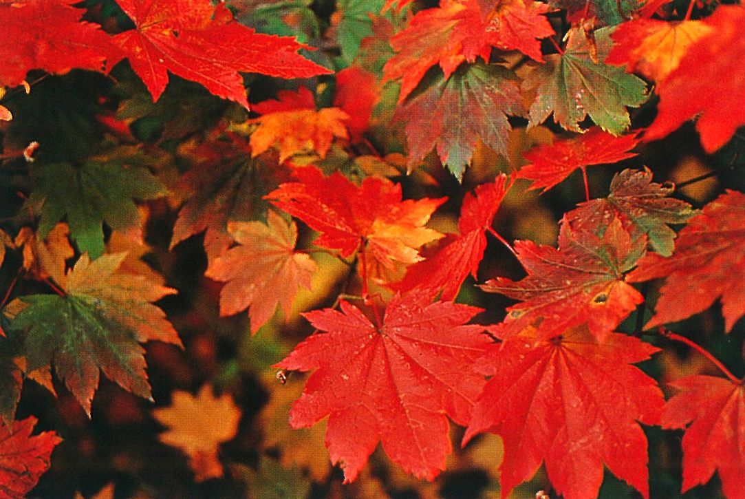 Acer Vitifolium