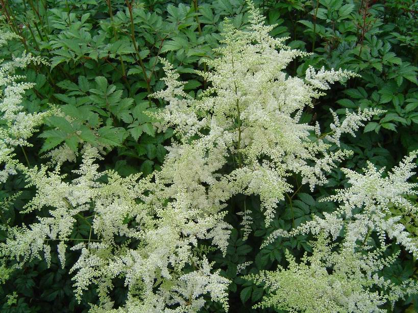 Astilbe Brautschleier