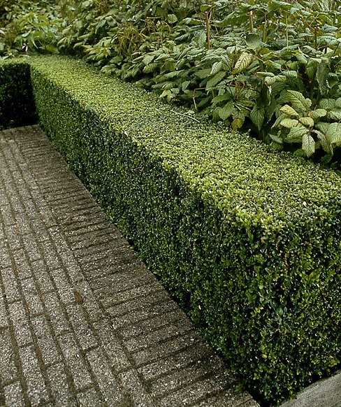 Ligustrum Vulgare Lodense 2806 ligustrum vulgare lodense ligustrum vulgare 39 lodense 39 Ligustrum Vulgare Lodense 2806 ligustrum vulgare lodense ligustrum vulgare 39 lodense 39