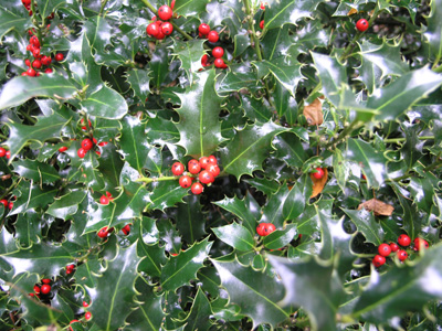 Ilex Aquifolium Alaska