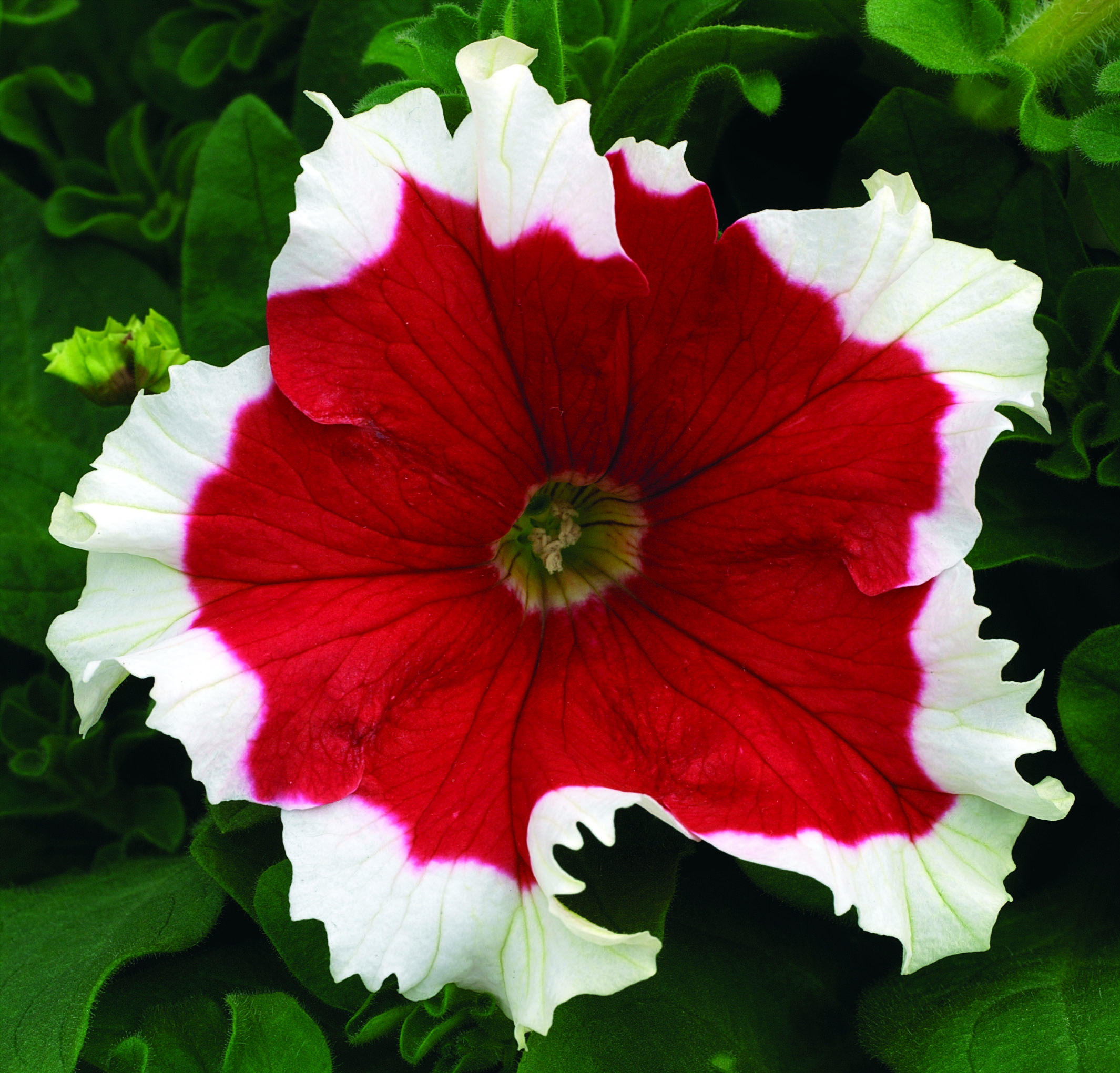 Petunia hybrida Festival Frost <code>Fire</code> Flower seeds