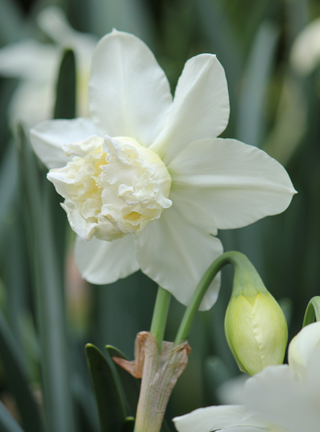 Narcissus `White Lion` Narcissus `White Lion`