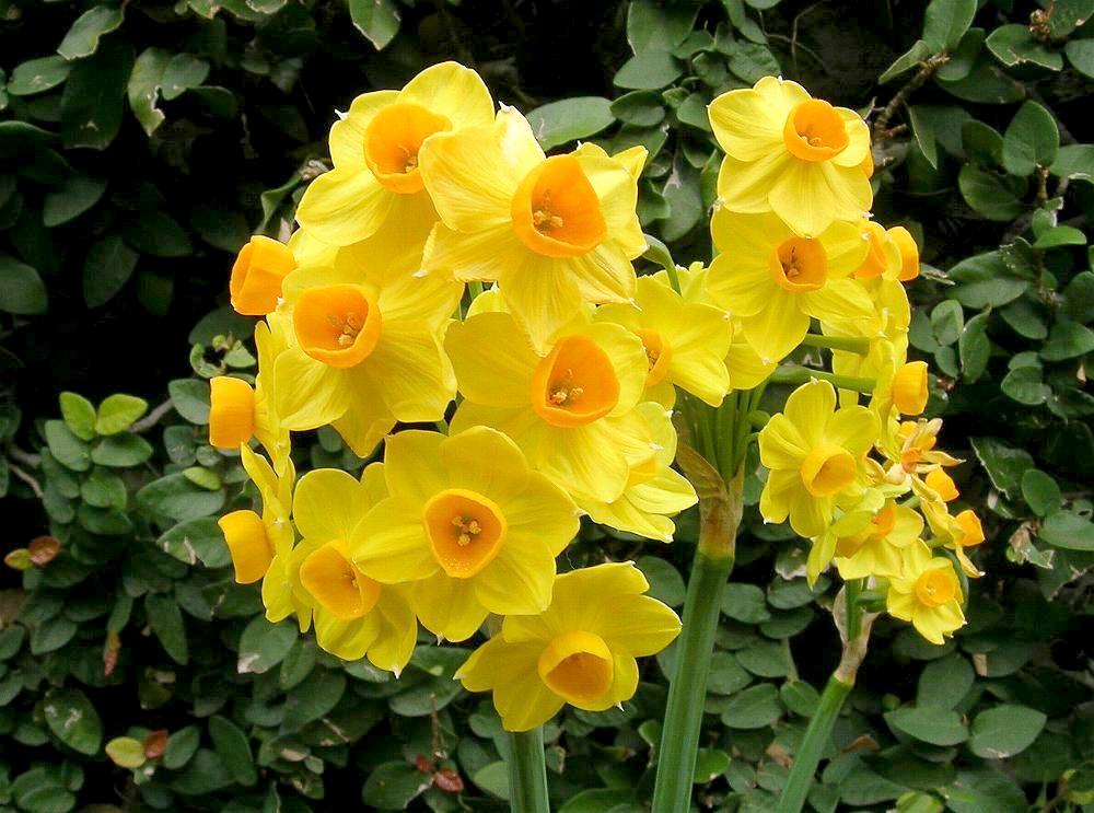Narcissus jonquilla `Canary Bird` Narcissus jonquilla `Canary Bird`
