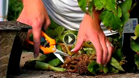 How to Dig & Store Tuberous Begonias