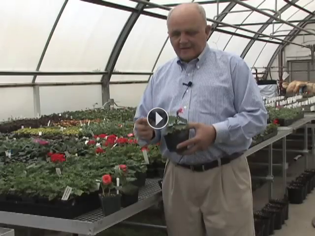 Begonia Tips and Techniques