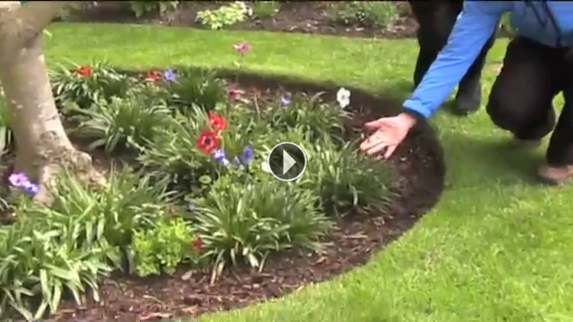A Magnolia soulangeana under planted with spring bulbs, Anemone