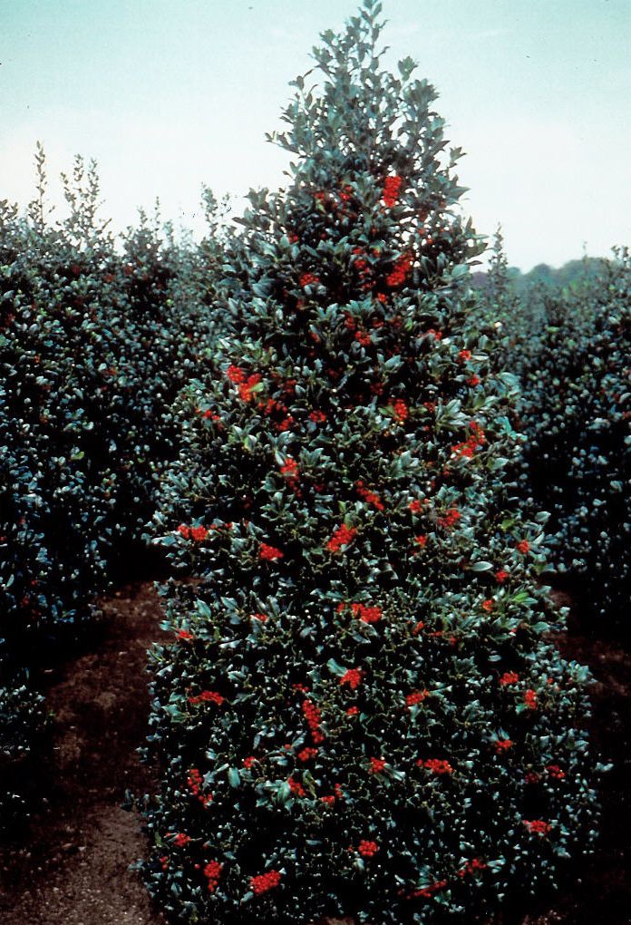 Laurel Ilex Aquifolium Limsi